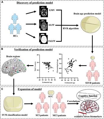 Potential of brain age in identifying early cognitive impairment in subcortical small-vessel disease patients